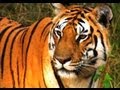 Download Hunting Lesson for the Tiger Cubs | David Attenborough | Tiger | Spy in the Jungle | BBC mp4 3gp mp3 videos - waplic
