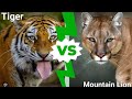 Siberian Tiger VS mountain lion, who would win?