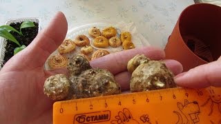 Хранение клубней каллы зимой. Store the tubers in the winter calla. - PlayTunez World Of Videos