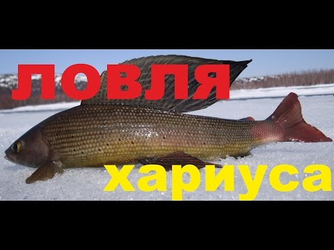 как и на что ловить хариуса на катуни как и на что ловить хариуса на катуни