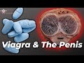 Erections Gone Wrong: What Viagra Does to the Penis