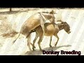 Equus Africanus Asinus The Story of Domestic Donkeys Saddle-Free Wonders The Graceful Life of Donkey
