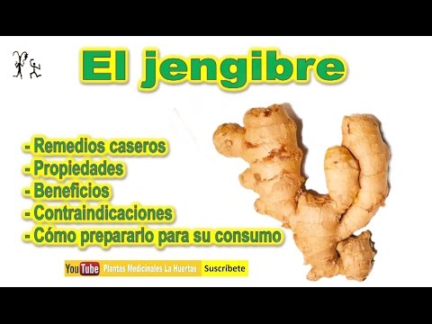 El jengibre propiedades beneficios. Contraindicaciones del El jengibre propiedades beneficios. Contraindicaciones del