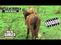 Lions Vs Buffalo: Battle At Marula | Epic Safari Showdown