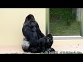 【再生数780万突破】シャバーニの交尾 ゴリラ shabani  family gorilla Mating 東山動植物園 20190611