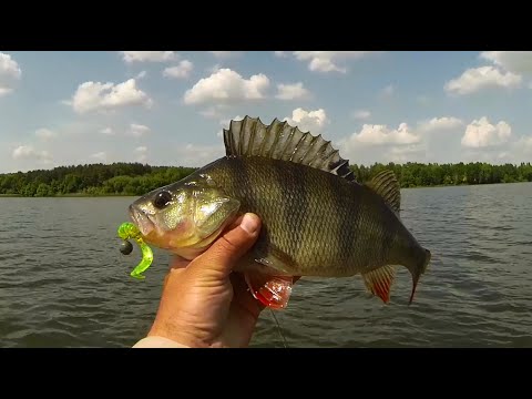 видео о рыбалке окунь щука судак видео о рыбалке окунь щука судак