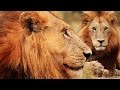 Download Botswana Lion Brotherhood - 720p NGW mp4 3gp mp3 videos - waplic