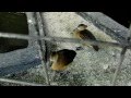 Download Lesser whistling-duck