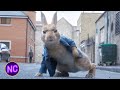 Peter's Friends Get Captured | Peter Rabbit 2: The Runaway | Now Comedy