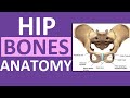 Pelvis Hip Bones Anatomy (Os Coxae, Pelvic Girdle) - Ilium, Ischium, Pubis