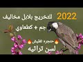 تغريد بلابل جم +كطعاوي حنجره تفليش🔥🔥 لسن تراثيه  للتخريج بلابل مخاليف 2022