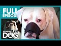 The Aggressive American Bulldog: Jed | Full Episode | It's Me or the Dog