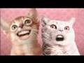 Ozone Cats-Miah ha hi :D