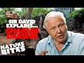 David Attenborough Explains: Charles Darwin | Nature Bites