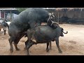 hot buffalo meeting and cow meeting(2)