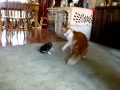 Download New Kitten's 1st Play With 11 Year Old Cat mp4 3gp mp3 videos - waplic