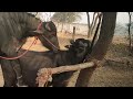 Top Animal Crossing in India rajasthan || Top Murra Pada Bhains Mating Season Video #buffalobull