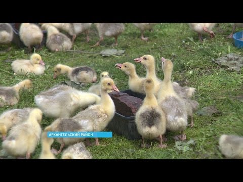 Все как вырастить гусят в домашних условиях Все как вырастить гусят в домашних условиях