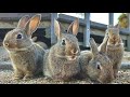 Only here in the world!An island full of rabbits 🐰This island has a secret ⚠️