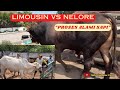 Sapi Limousin vs Sapi Nelore K4win Alami di Kandang Koloni  @SidoGangsarFarm