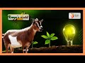 Kenya's Gold | Goat farming in Kenya (Part 1)