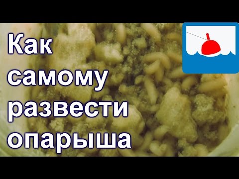 как вывести опарышей для рыбалки как вывести опарышей для рыбалки
