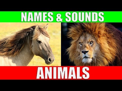 ANIMAL NAMES AND SOUNDS for Kids Video Compilation Learn Animal Names for Children & Toddlers
