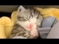 5 Minutes of Adorable Kittens😻💕 | cute kittens videos compilation part - 5