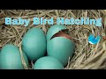 Download Baby bird hatching