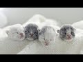 The kittens were born and Boo's first day as a mommy cat, and they were so cute!