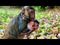 Very nice monkey mom bring little baby monkey to nurse