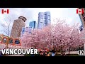 🇨🇦 【4K】🌸🌸🌸 Cherry Blossoms 2024 in  Downtown  Vancouver,  BC, Canada. March 2024.