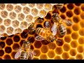 برنامج العلم و الإيمان، آلحلقة ٨٥ ،عنوان الحلقة: السم في العسل