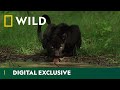 Hiding in the Shadows | The Real Black Panther | National Geographic Wild UK