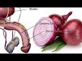 Why Eating Onions Is So Important For Men? Onion For Sexual Health Why Eating Onions Is So Important For Men? Onion For Sexual Health