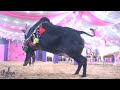 | Kala Punjab | Biggest and most Beautiful Punjab cow | Pathan Cattle Farm | Kolkata Cow |