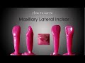 How to Carve a Maxillary Lateral Incisor| ParixArt | Carving tutorial | DADH
