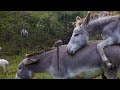 Male donkey meeting with female Donkey video 3