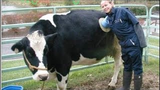 Intelligent Technology Smart Farming Automatic milking machine, Feeding, Cleaning, Inseminatio #ALN