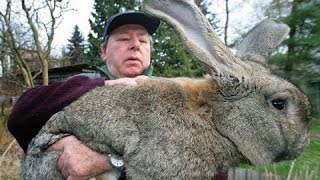 Intelligent Technology Smart Farming Rabbits Breeding USA Australia India Germany Russia