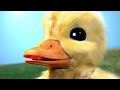 The Duck Song IRL