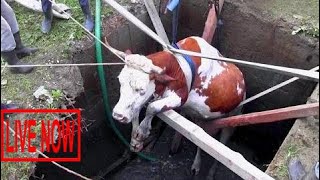Intelligent Technology Smart Farming Cow Milking, Feeding, Collecting Eggs, Goat Pig Chicken #SON