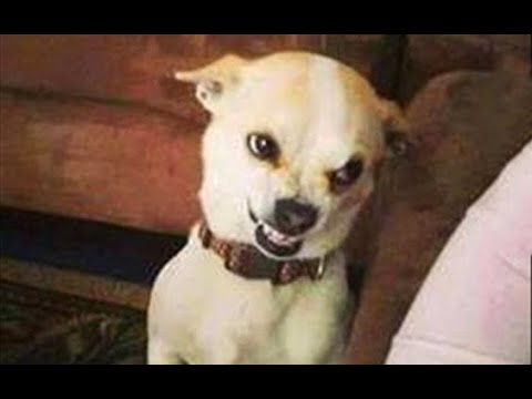 Funniest Animals 🐧 Best Of The 2020 Funny Animal Videos 😁 Cutest Animals Ever