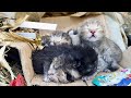 Heartbreaking!Newborn kittens abandoned in a garbage heap, struggling on the brink of life and death