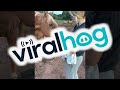 Gentle Horse Meets New Baby for the First Time || ViralHog