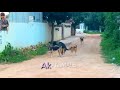 German Shepherd dog meeting nearby village
