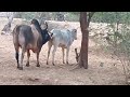 A Bull In The Village Is Like This, A Nomadic Cow||Village Bull||Cow