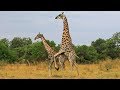 Giraffe Tries Hard to Mate With Female