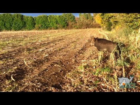 Compagnie de sangliers au poste / Momo Chasse - VidoEmo Compagnie de sangliers au poste / Momo Chasse - VidoEmo
