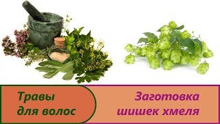 Шишки хмелю как сделать Шишки хмелю как сделать